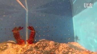 加州皮皮虾爆料视频,揭秘幕后真相