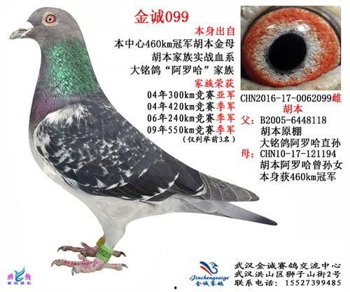 武汉鸽子最新爆料信息网,揭秘城市热点事件幕后真相  第2张