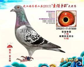 武汉鸽子最新爆料信息网,揭秘城市热点事件幕后真相  第3张