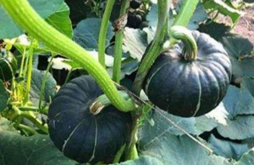 718网红吃瓜,揭秘娱乐圈幕后真相 第3张 718网红吃瓜,揭秘娱乐圈幕后真相 第3张