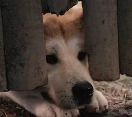 假如狗会说话娱乐吃瓜酱,娱乐吃瓜酱带你领略狗狗界的趣味日常  第3张