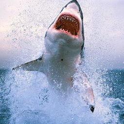 鲨鱼在线观看,鲨鱼在线惊悚之旅