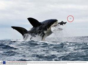 鲨鱼在线观看,鲨鱼在线惊悚之旅 第2张 鲨鱼在线观看,鲨鱼在线惊悚之旅 第2张