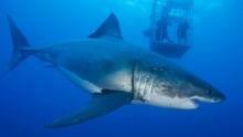 鲨鱼在线观看,鲨鱼在线惊悚之旅 第3张 鲨鱼在线观看,鲨鱼在线惊悚之旅 第3张