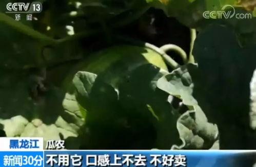 请你吃h瓜免费,尽享夏日清凉时光 第3张 请你吃h瓜免费,尽享夏日清凉时光 第3张