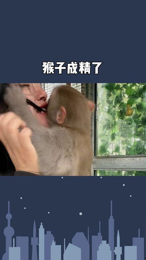 吴小新爆料猴子姐姐视频 第2张 吴小新爆料猴子姐姐视频 第2张