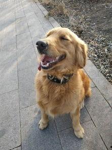 金毛爆料视频完整版,事件真相与幕后黑幕大起底