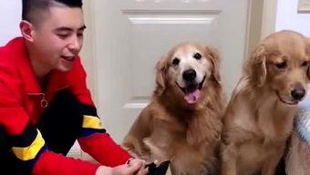 金毛爆料视频完整版,事件真相与幕后黑幕大起底 第2张 金毛爆料视频完整版,事件真相与幕后黑幕大起底 第2张