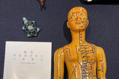 人体模型最新爆料视频网,最新爆料视频深度解析 第3张 人体模型最新爆料视频网,最新爆料视频深度解析 第3张