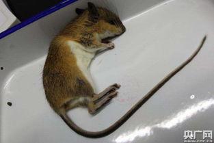 汕头老鼠爆料最新消息,最新民生事件曝光，真相令人震惊！