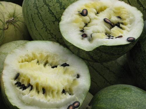 网红吃瓜小灯笼视频,一场吃瓜盛宴背后的故事 第3张 网红吃瓜小灯笼视频,一场吃瓜盛宴背后的故事 第3张