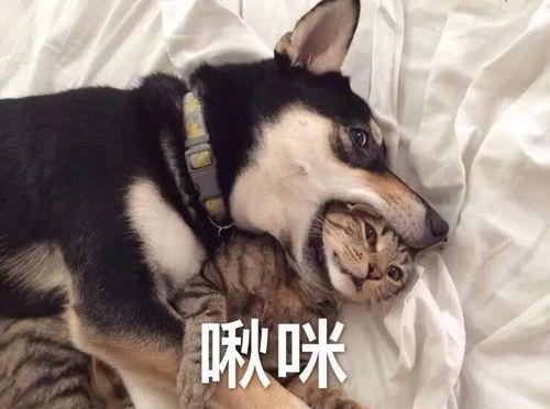 二哈吃瓜小说免费阅读,笑翻校园的甜蜜日常  第2张