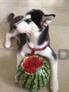 二哈吃瓜小说免费阅读,笑翻校园的甜蜜日常  第3张