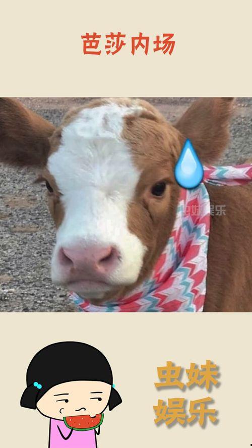 娱乐吃瓜酱狗,揭秘娱乐圈背后的趣味故事 第1张 娱乐吃瓜酱狗,揭秘娱乐圈背后的趣味故事 第1张