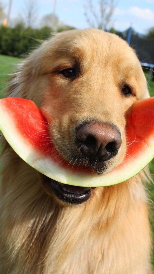 娱乐吃瓜酱狗,揭秘娱乐圈背后的趣味故事 第3张 娱乐吃瓜酱狗,揭秘娱乐圈背后的趣味故事 第3张