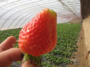 草莓尖尖爆料视频,揭秘幕后故事